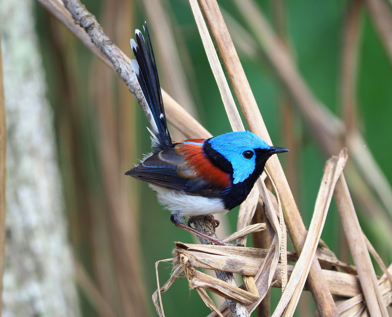 image Lovely Fairywren